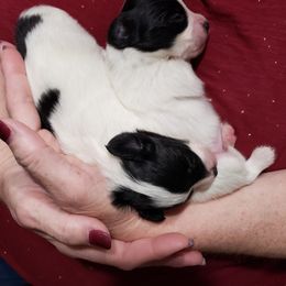 Papillon Puppies from Fairtail Papillon's & Phalene's