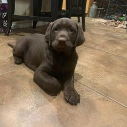 Labrador Retriever Puppies from Gun Dog Retrievers