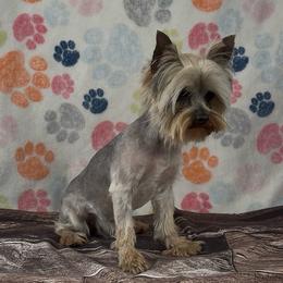 Brian - Blue and gold male Yorkshire Terrier puppy in New Hampton, Iowa from JMAK Dreams