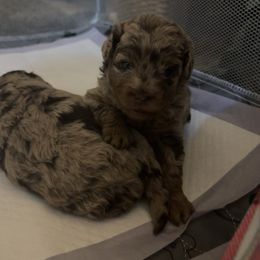 Goldendoodle and Poodle Puppies from Natalia Ovalle