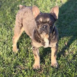 Heidi - Blue female French Bulldog puppy in Garland, Texas from Brewer's Doodles and French Bulldogs