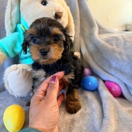 Peanut - Black and tan male Yorkshire Terrier puppy in Ocala, Florida from Yorkie  And Shih Tzu Love