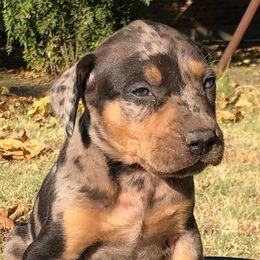 Catahoula Leopard Dogs from Flemings Catahoulas