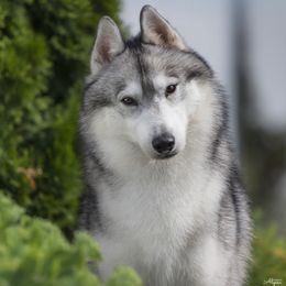 Siberian Huskies from Echoing Wind siberians