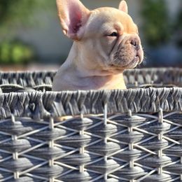 French Bulldog Puppies from County Of Orange Frenchie Family