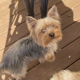 Louie - Yorkshire Terrier