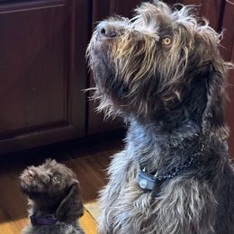 Wirehaired Pointing Griffons from Two Tree Griffons
