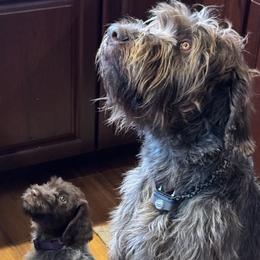Wirehaired Pointing Griffons from Two Tree Griffons
