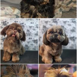 Shih Tzu All Grown Up from Sunshine Shih tzus