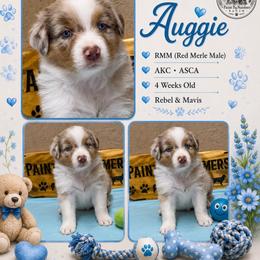 Auggie - Red merle male Australian Shepherd puppy in Magee, Mississippi from Paint ByNumbers Ranch