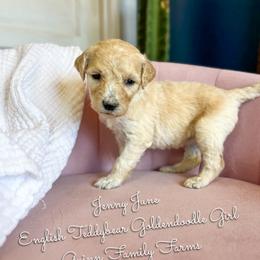 Jenny June English Teddybear - Apricot female Goldendoodle puppy in Grove, Oklahoma from Guinn Family Farms
