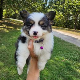 Peach - White and black female Pembroke Welsh Corgi puppy in Norwood, Missouri from McGraw's Paws 🐾