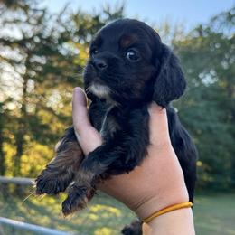 Boy 3 - Orange - Black white and tan male Cocker Spaniel puppy in Ellenboro, North Carolina from Chantels Spaniels