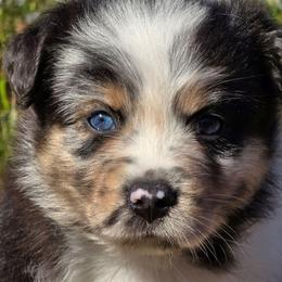 MB.BMM - Blue merle male Miniature Australian Shepherd puppy in Deer Lodge, Tennessee from KSH Aussie Haven