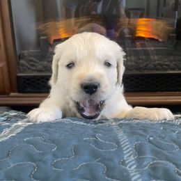 Cider - Light golden Golden Retriever puppy in Nathrop, Colorado from Mountain Joy Goldens