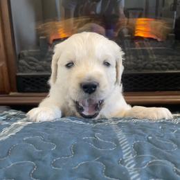 Cider - Light golden Golden Retriever puppy in Nathrop, Colorado from Mountain Joy Goldens