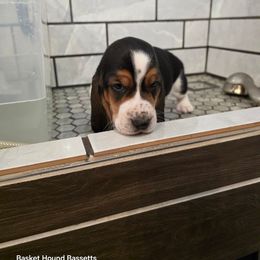 Samuel - Black brown and white male Basset Hound puppy in Big Rapids, Michigan from Basket Hound Bassets