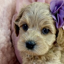 Molly - Golden Cockapoo puppy in Roseville, California from Darby Park Doodles