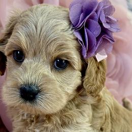 Molly - Golden Cockapoo puppy in Roseville, California from Darby Park Doodles
