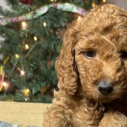 Poodles from Midwest Moyen Poodles