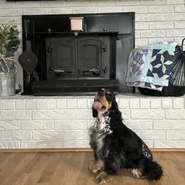 Aggie - Cocker Spaniel