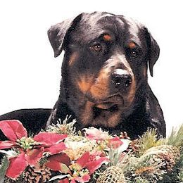 Rottweilers from Windrock Rottweiler