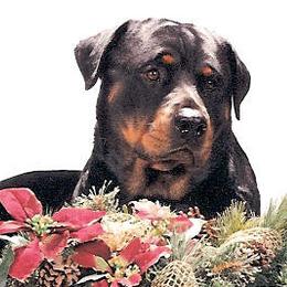 Rottweilers from Windrock Rottweiler