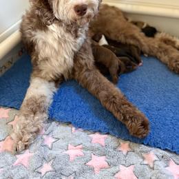 Vixen - Chocolate male Goldendoodle puppy in Warsaw, Ohio from Lovabledoodles
