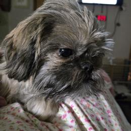 Isabella 9 lbs - Shih Tzu