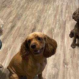 Cocker Spaniels from Boone Best Cocker Spaniels