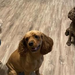 Cocker Spaniels from Boone Best Cocker Spaniels