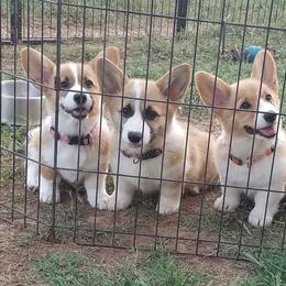 Pembroke Welsh Corgi Puppies from Ranch Hand Corgis
