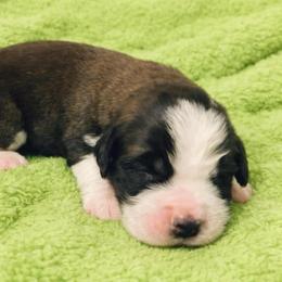 Lime green collar male - Mahogany and white male Saint Bernard puppy in Albany, Georgia from Magnolia Saint Bernards