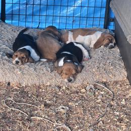Basset Hound Puppies from Walkers Catuna Bassett Hounds
