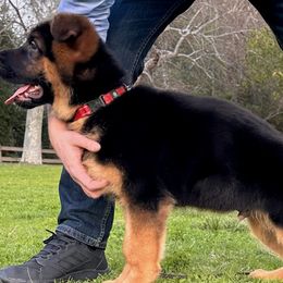 German Shepherds from Von Legends Burg