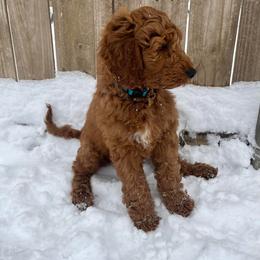 Double Doodle, Goldendoodle, and Labradoodle Puppies from Godley Doodles Of Texas