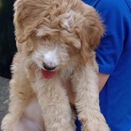 Madison - Red female Bernedoodle puppy in Woodland, Georgia from Bethel Doodle Ranch