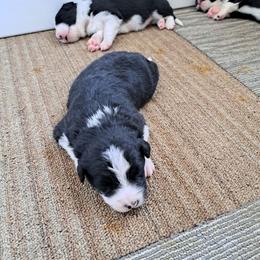 Girl 2 - female Border Collie puppy in Oregon from Shane Harley Stock Dogs
