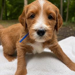 FINN - Red  male Goldendoodle puppy in Minneapolis, Minnesota from The Golden Roo
