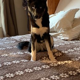 Siberian Husky All Grown Up from Howlin’ Husky Farms