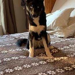 Siberian Husky All Grown Up from Howlin’ Husky Farms