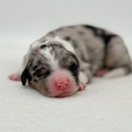 Cordelia - Blue merle female Bernedoodle puppy in Bellville, Ohio from Bernedoodle Buddies