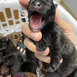Molly - Red brindle female Scottish Terrier puppy in Stanford, Kentucky from Bluegrass Scottish Terriers