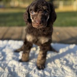 Inferno - Phantom male Poodle puppy in Troy, Alabama from Redmond Rose Kennel