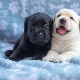 Doberman Pinscher and Labrador Retriever Puppies from Elevage Labrador Retrievers & Dalla Grazia Doberman