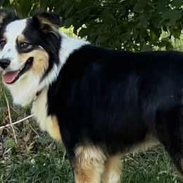 Australian Shepherds from W Heart Bar Aussies