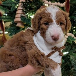 Ginger - Bernedoodle puppy from Asbury & Co Farms