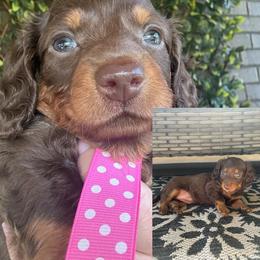 Dachshund Puppies from Dapper Dachshund