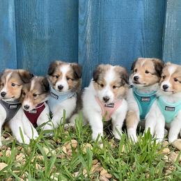 Shetland Sheepdog puppies from Golden Sheltie Puppies