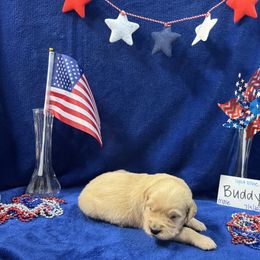 Golden Retriever Puppies from R & K Golden Acres LLC